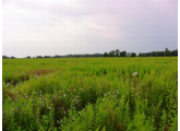 Wizualizacja area Stradomia Wierzchnia, ul. Akacjowa, Sosnowa, Wierzbowa, Jarzęb, 705/19, 3,704.00 sqm.
