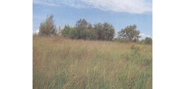 area Parzniew, 17/3, 40,726.00 sqm. : 1 