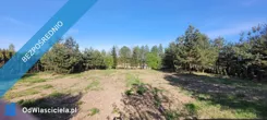 41233 - zdjęcie nr 1