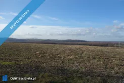 43282 - zdjęcie nr 3