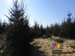 143180227 - zdjęcie nr 1