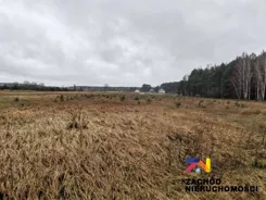 154340227 - zdjęcie nr 2