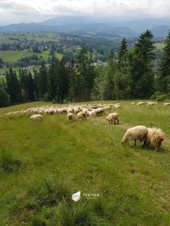 TC369978 - zdjęcie nr 0