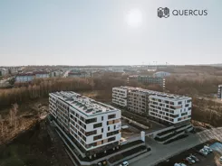 Quercus - zdjęcie nr 2