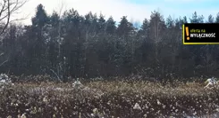 GH861428 - zdjęcie nr 0