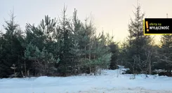 GH627169 - zdjęcie nr 1