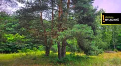 GH542887 - zdjęcie nr 4