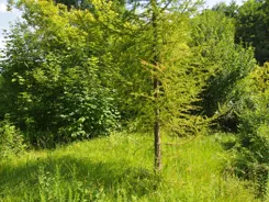 835363 - zdjęcie nr 1