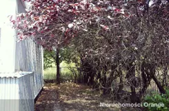 T00666 - zdjęcie nr 2