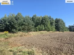 3793/7376/OGS - zdjęcie nr 3