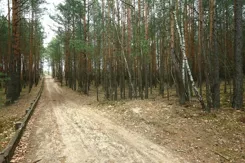 REMAX-98-GS-AMBER - zdjęcie nr 1