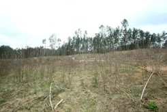 REMAX-87/5569/OI - zdjęcie nr 3