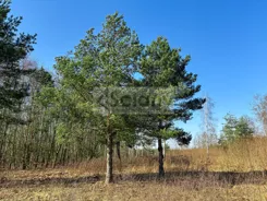 10428/3098/OGS - zdjęcie nr 3