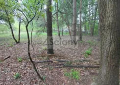 10568/3098/OGS - zdjęcie nr 4