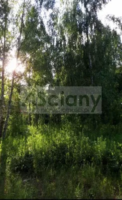 8607/3098/OGS - zdjęcie nr 1