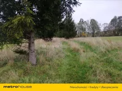 RAGI483 - zdjęcie nr 1