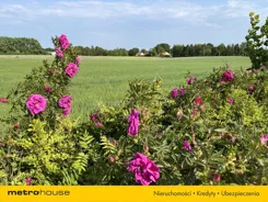 SGCALY246 - zdjęcie nr 4