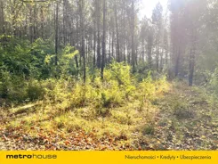 SGROSI248 - zdjęcie nr 3