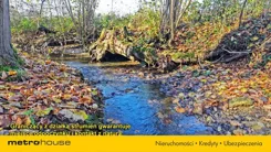 SGLIGU951 - zdjęcie nr 3