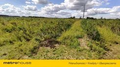 SOROBU781 - zdjęcie nr 1