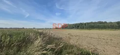 45859 - zdjęcie nr 2
