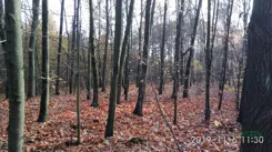 4/11/11/2019 - zdjęcie nr 3