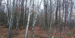 4/24/11/2019 - zdjęcie nr 2