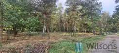 WIL516279 - zdjęcie nr 4