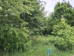 WIL492632 - zdjęcie nr 2