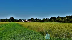 WIL703848 - zdjęcie nr 0
