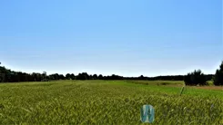 WIL703848 - zdjęcie nr 3