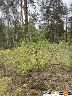 23500/78/OGS - zdjęcie nr 4