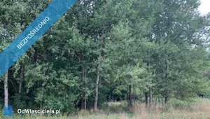 Działka 8 147,00 m², Uziębły, Sprzedaż