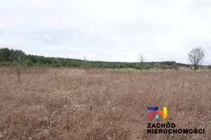 Działka 10 000,00 m², Dąbrowa, Sprzedaż