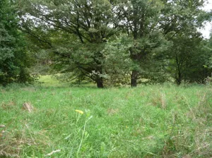 Działka 54 800,00 m², Dychów, Sprzedaż