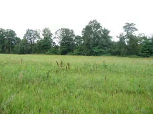 Działka 2 500,00 m², Dychów, Sprzedaż