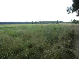 Działka 13 000,00 m², Zielona Góra, Kiełpin, Sprzedaż