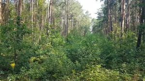 Działka 30 602,00 m², Mirowice, Sprzedaż