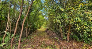 Działka 7 700,00 m², Brudzów, Sprzedaż