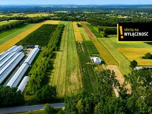 Działka 13 900,00 m², Niemścice, Sprzedaż