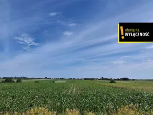 Działka 1 571,00 m², Sielec, Sprzedaż