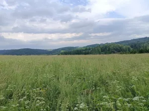 Działka 22 085,00 m², Walim, Sprzedaż