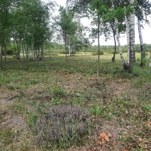 Działka 1 100,00 m², Daleszyce, Sprzedaż
