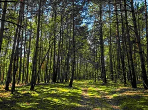 Działka 7 900,00 m², Klizin, Sprzedaż