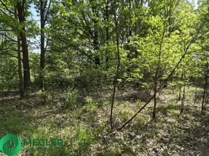 Działka 8 900,00 m², Budy Michałowskie, Sprzedaż