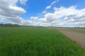 Działka 5 400,00 m², Cholerzyn, Sprzedaż