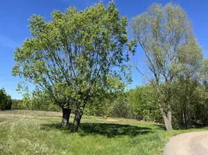 Działka 4 000,00 m², Pustelnik, Graniczna, Sprzedaż