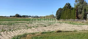 Działka 10 938,00 m², Bieniewo-Parcela, Sprzedaż