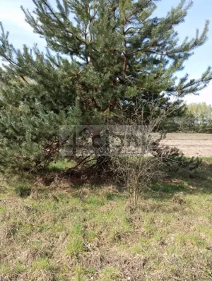 Działka 8 954,00 m², Brok, Sprzedaż