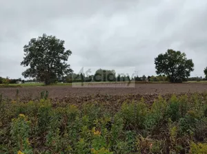 Działka 3 327,00 m², Kampinos A, Sprzedaż